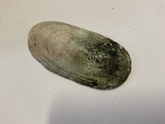 Scutus antipodes