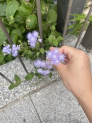 Ageratum houstonianum
