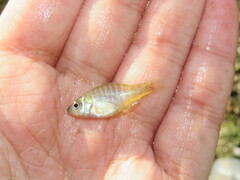 Lepomis macrochirus