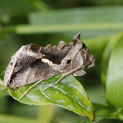 Chrysodeixis eriosoma