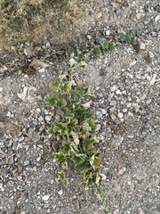 Apodanthera undulata