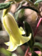 Billardiera scandens