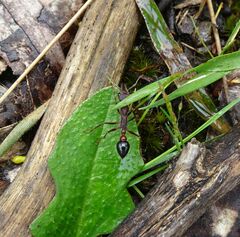 Myrmecia