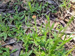 Coronidium scorpioides