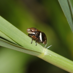 Bathyllus albicinctus