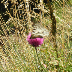 Parnassius apollo