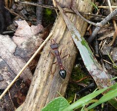 Myrmecia
