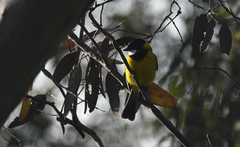 Pachycephala fuliginosa