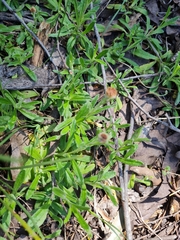 Coronidium scorpioides