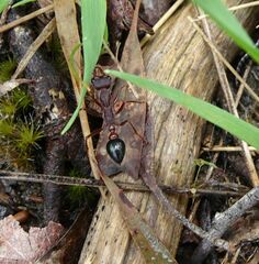 Myrmecia