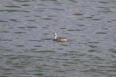 Poliocephalus poliocephalus