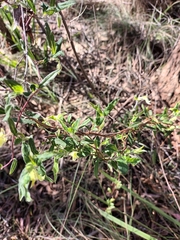 Billardiera scandens