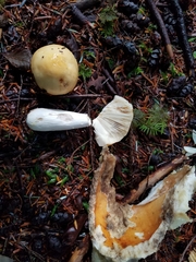 Russula dissimulans