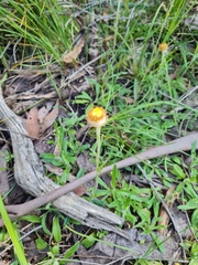 Coronidium scorpioides