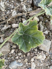 Apodanthera undulata