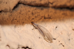 Eremochrysa punctinervis