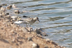Calidris acuminata
