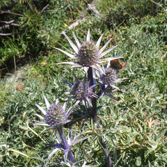 Eryngium bourgatii