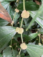 Elatostema cyrtandrifolium