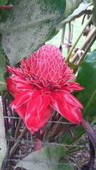 Etlingera