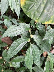 Elatostema cyrtandrifolium
