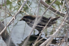 Porzana fluminea