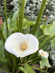 Zantedeschia