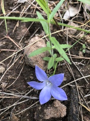 Wahlenbergia stricta
