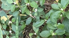 Alternanthera sessilis