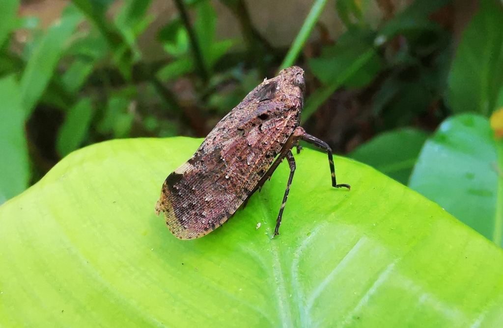 Penthicodes pulchellus