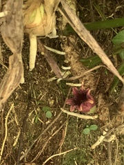 Aspidistra attenuata