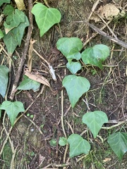 Hedera rhombea
