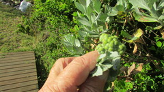 Senecio halimifolius