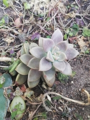 Graptopetalum