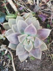 Graptopetalum