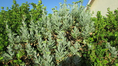 Senecio halimifolius