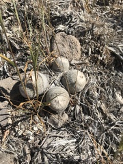 Epithelantha