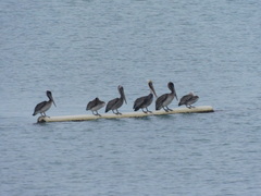 Pelecanus occidentalis