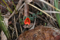 Gompholobium ecostatum