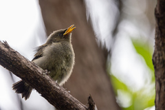 Anthornis melanura