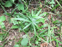 Cyperus albostriatus