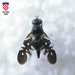 Oxyaciura tibialis