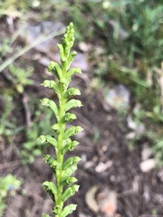 Microtis arenaria