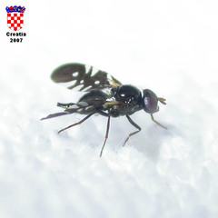 Oxyaciura tibialis