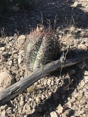 Echinocactus horizonthalonius