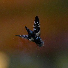 Aciura coryli