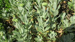 Senecio halimifolius