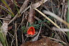 Gompholobium ecostatum