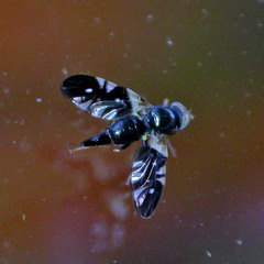Aciura coryli