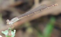 Ceriagrion glabrum